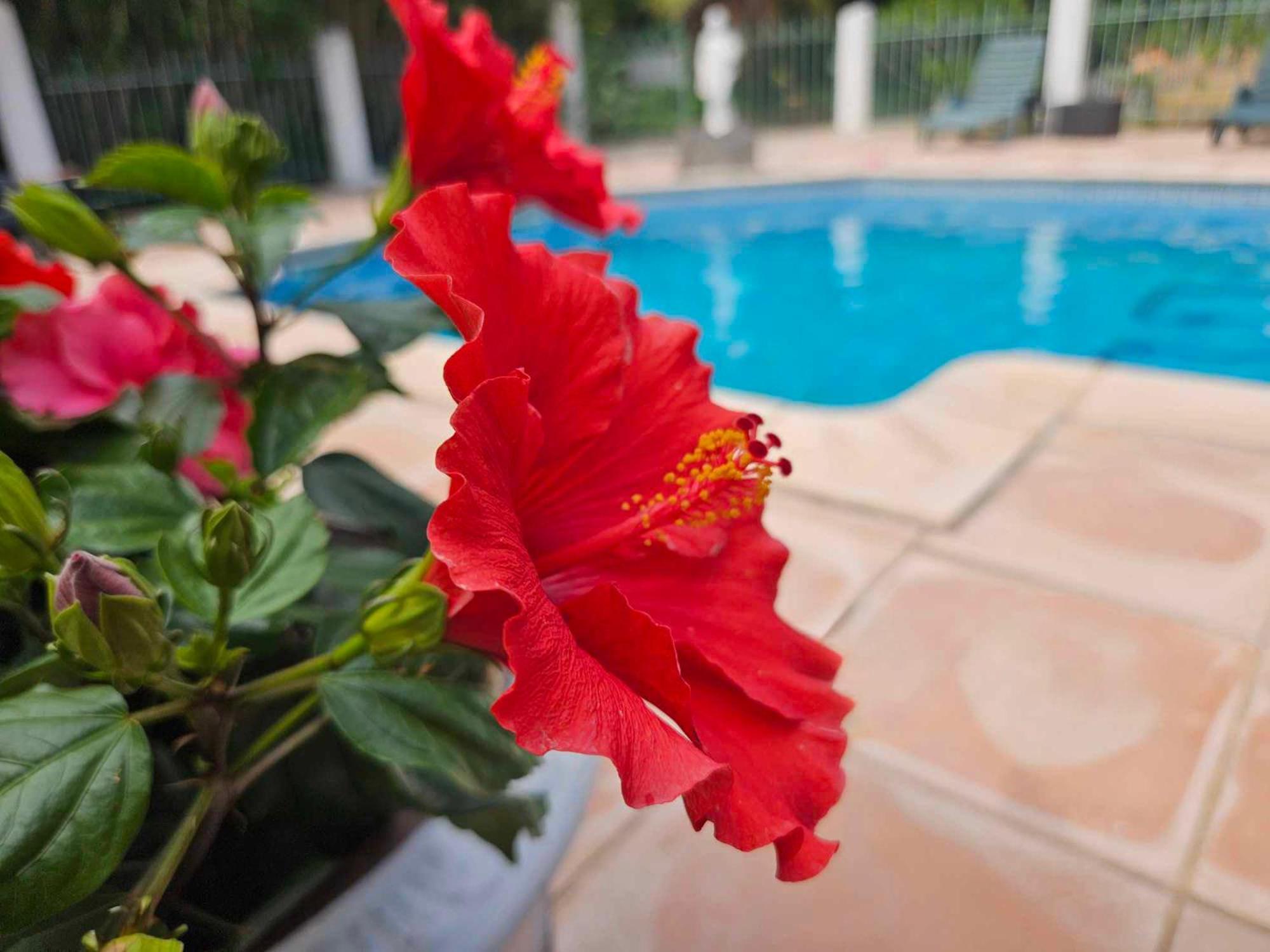 Les Jardins Du Patriarche Hotel Agde Eksteriør billede